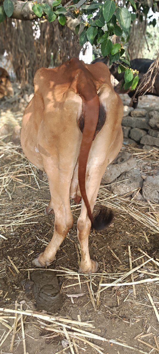 ગીર ગાય વેચવાની છે