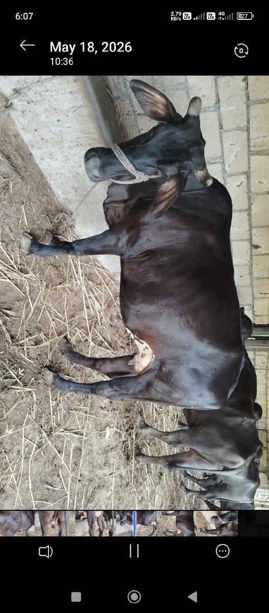 ગાય વેચવાની છે