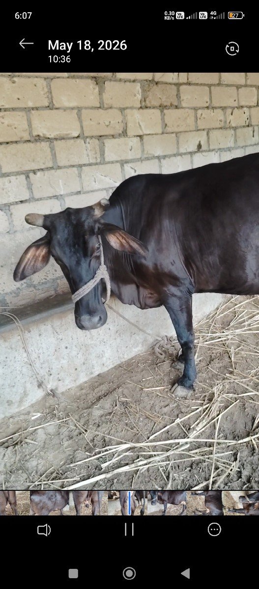 ગાય વેચવાની છે