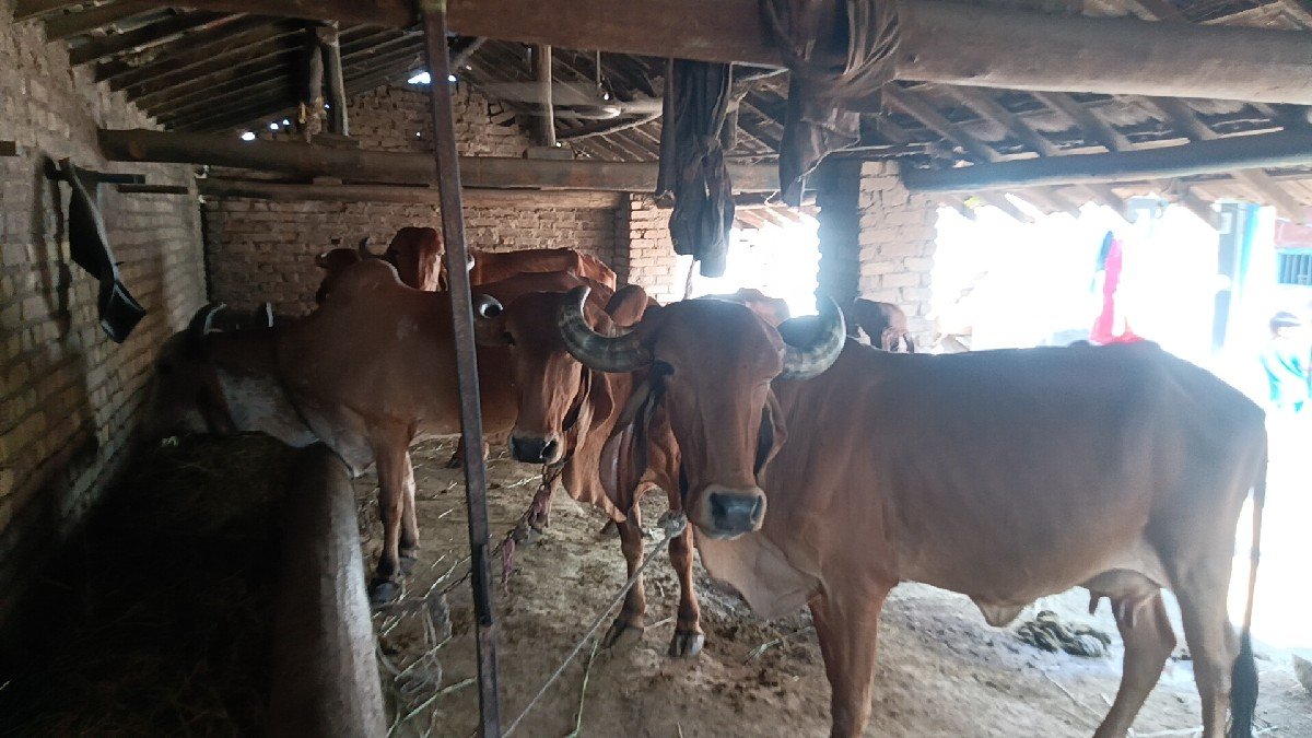 ગીર ગાય ના સાટા માં જર્સી ગાય લેવા