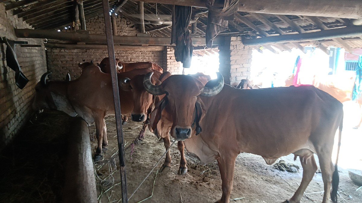 ગીર ગાય ના સાટા માં જર્સી ગાય લેવા