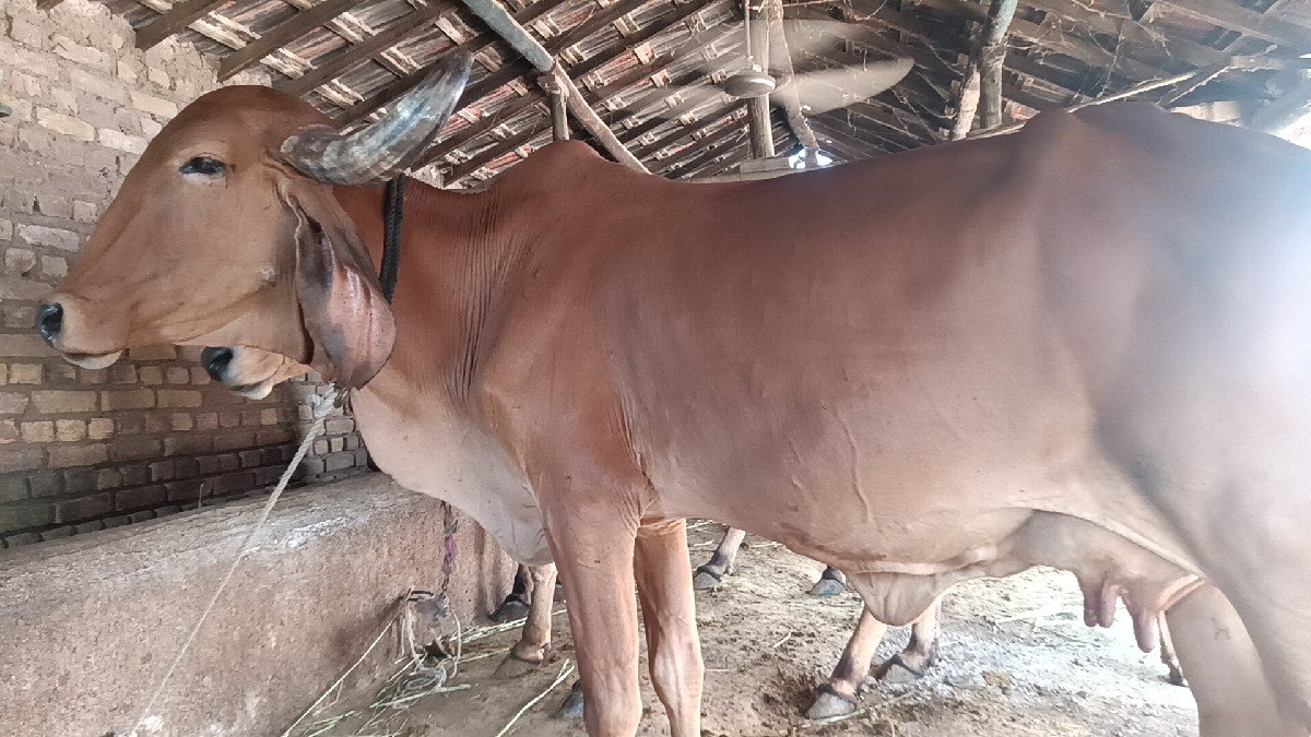 ગીર ગાય ના સાટા માં જર્સી ગાય લેવા