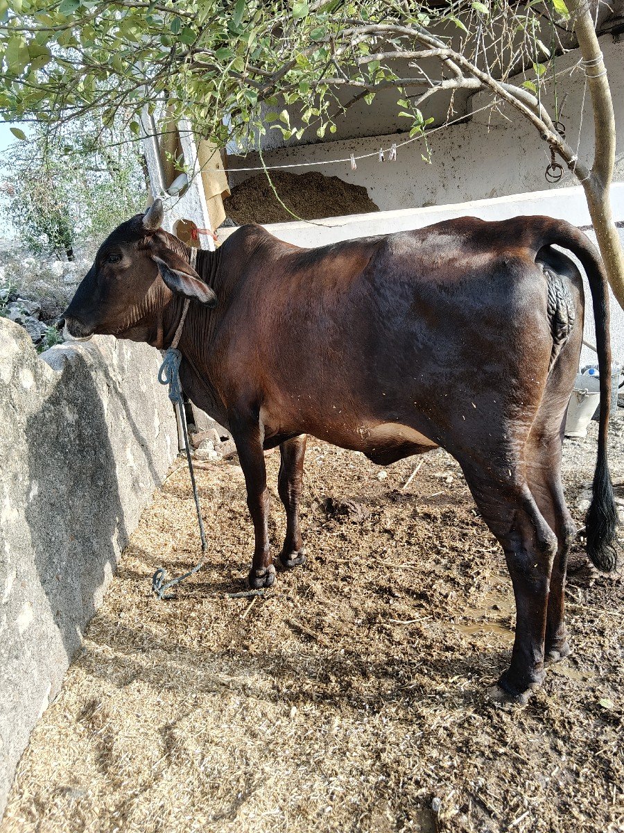 આ ઓડકી વેચવાની છે