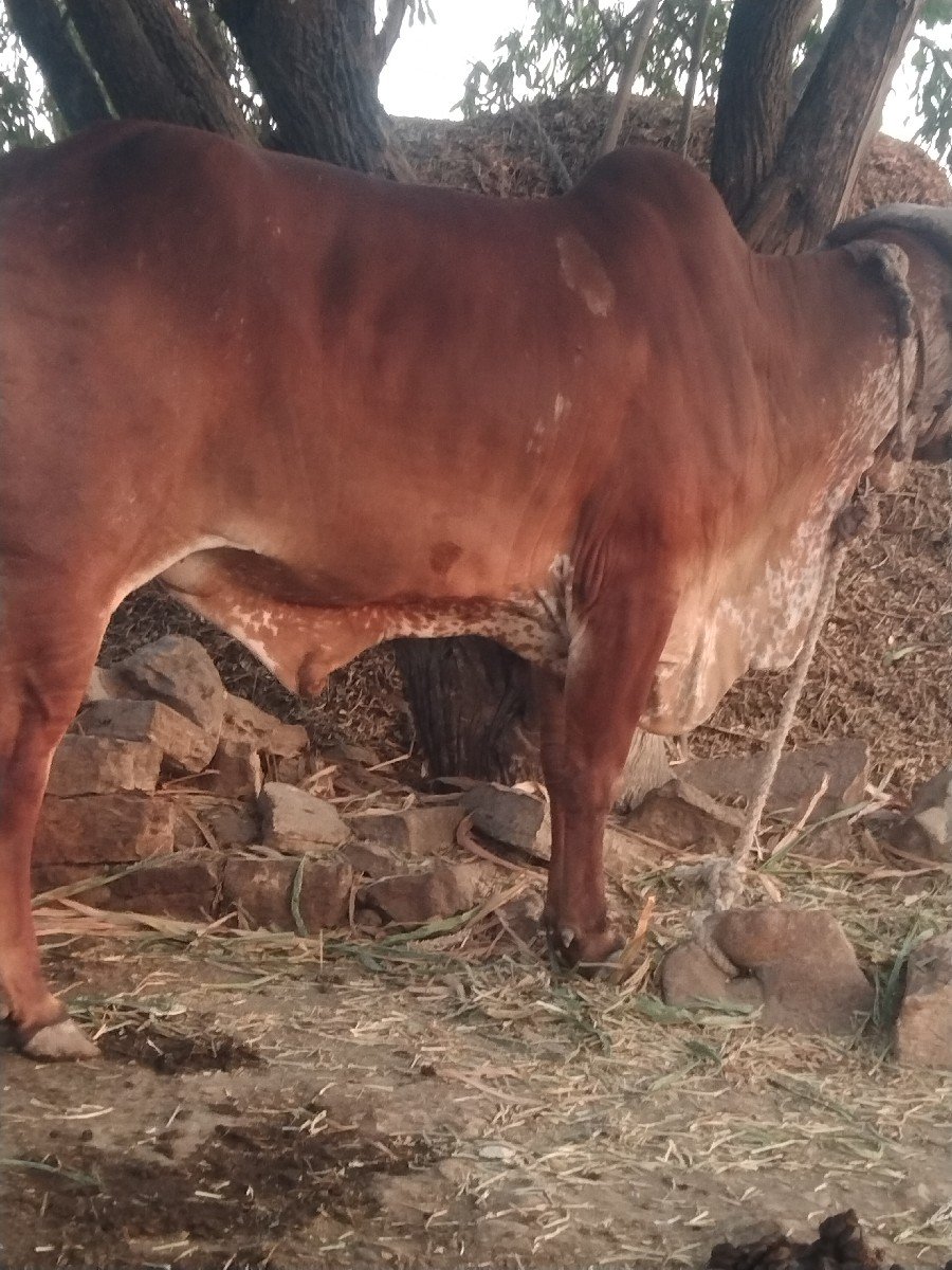 નાગાભાઈ