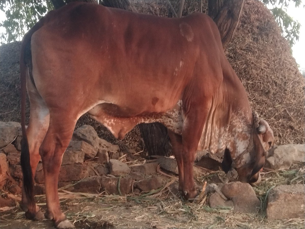 નાગાભાઈ