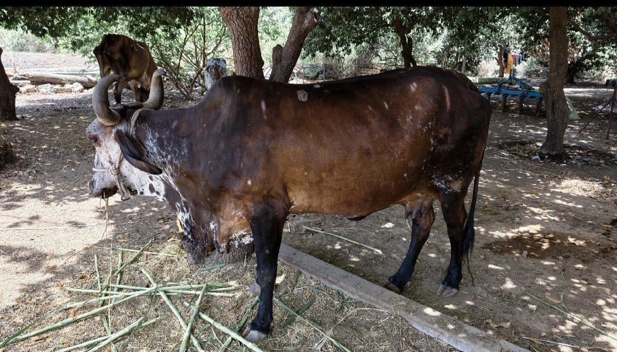 આ ગાય વેચવાની છે.