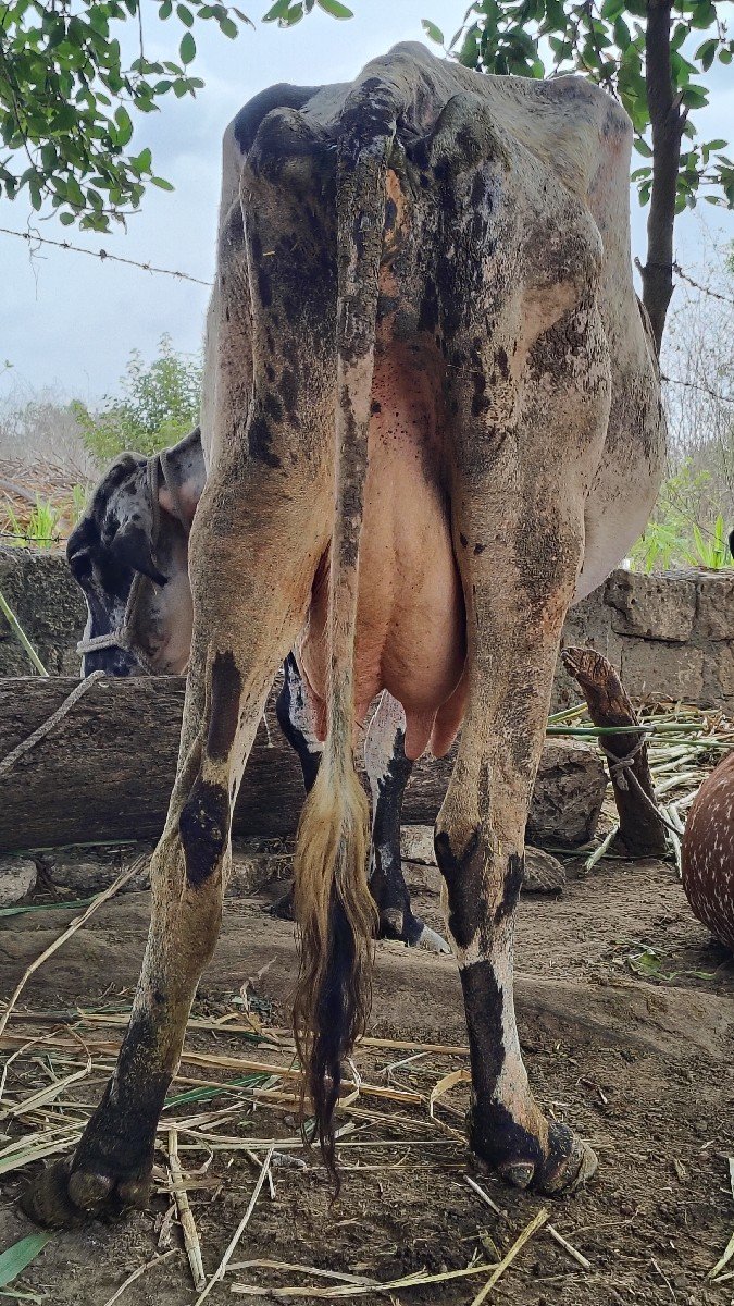 ગાય વેચવાની છે