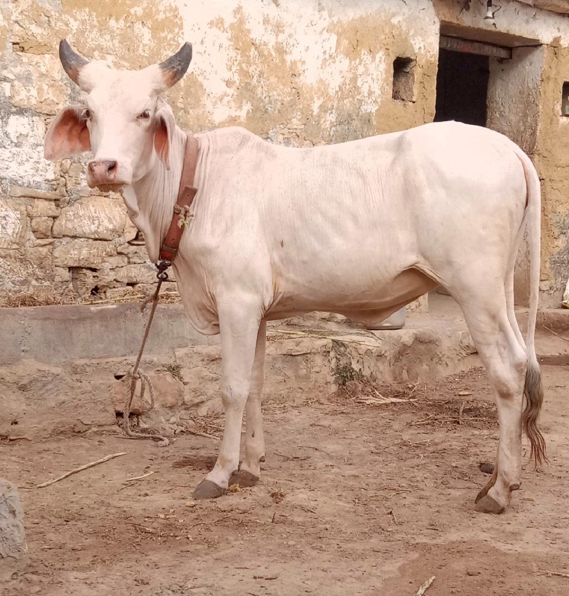 બે વાછરડી વેચવાની છે