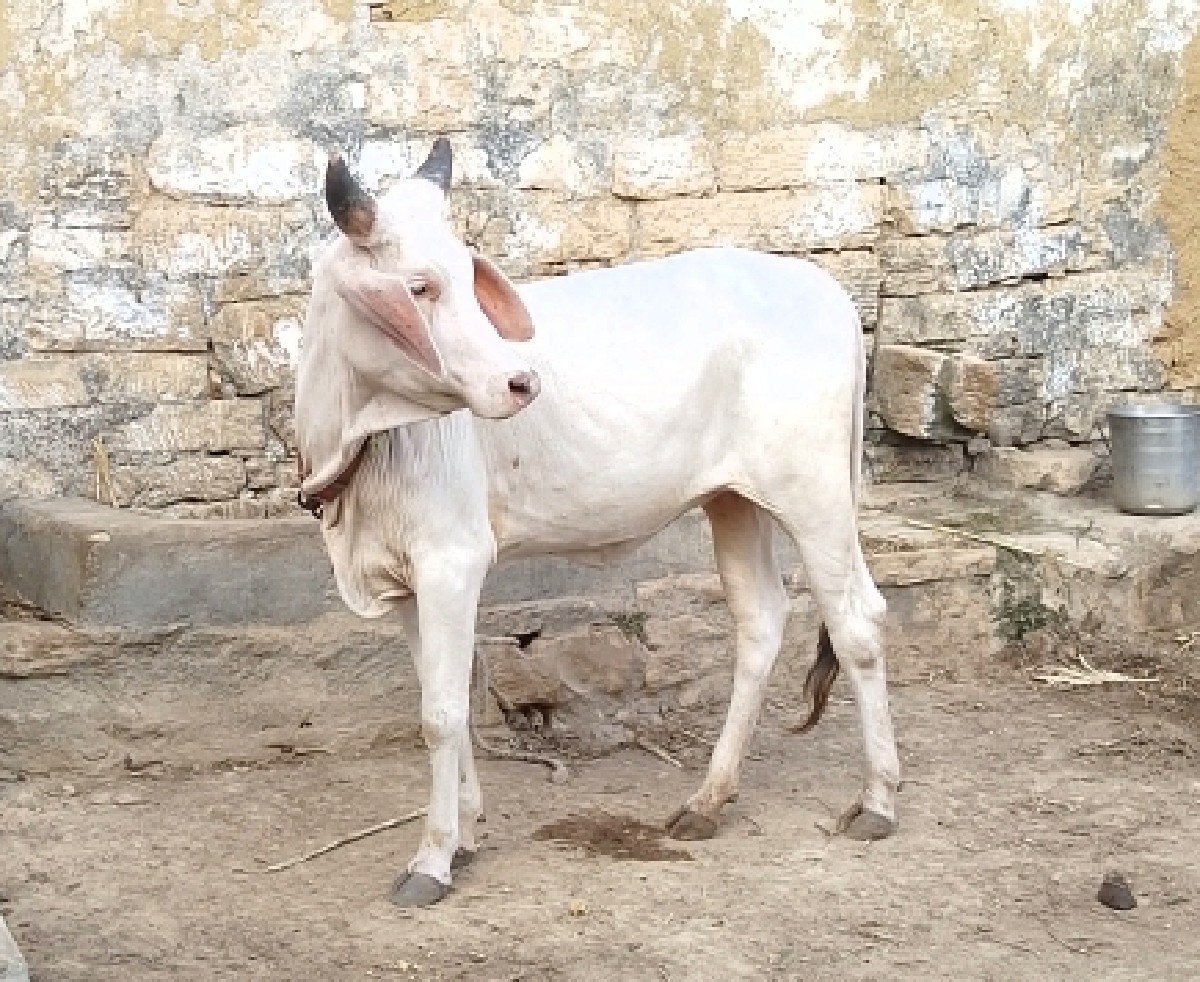 બે વાછરડી વેચવાની છે