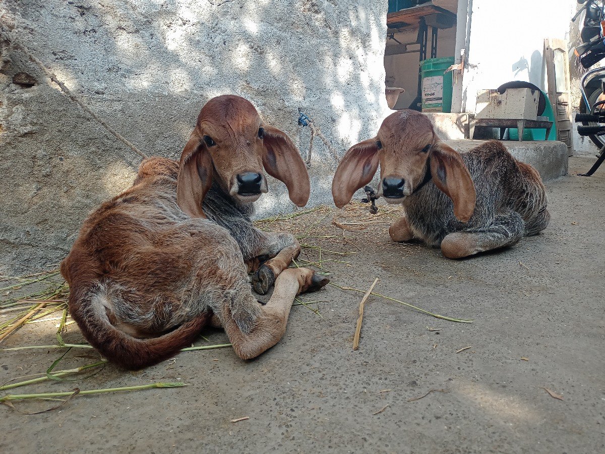ગાય વેચવાની છે