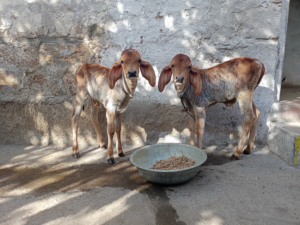 ગાય વેચવાની છે