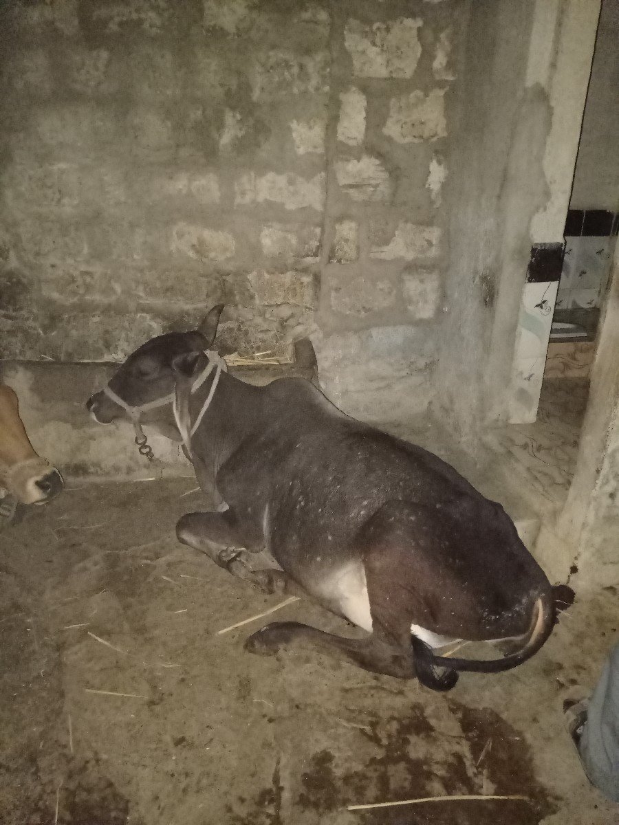 ગાય વેચવાની છે
