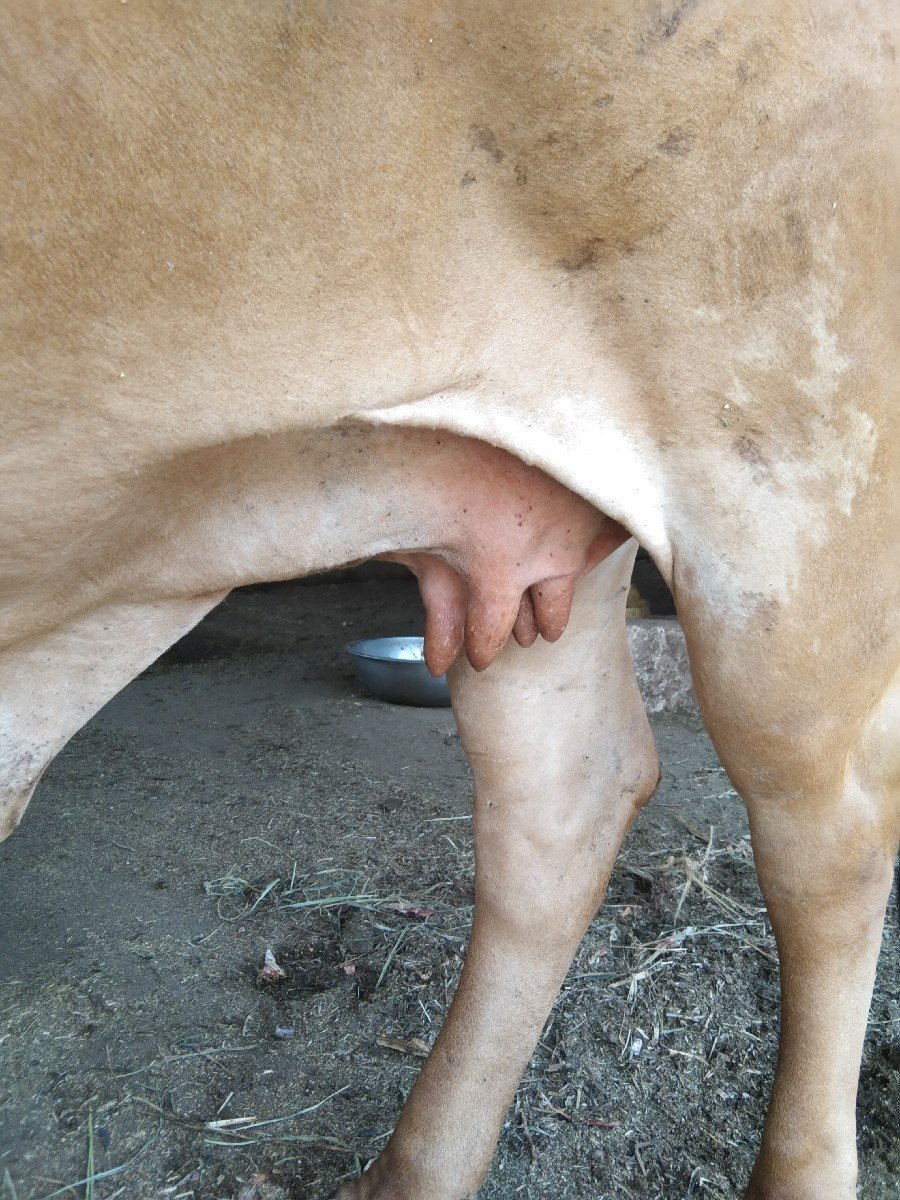 ગાય વેચવાની છે