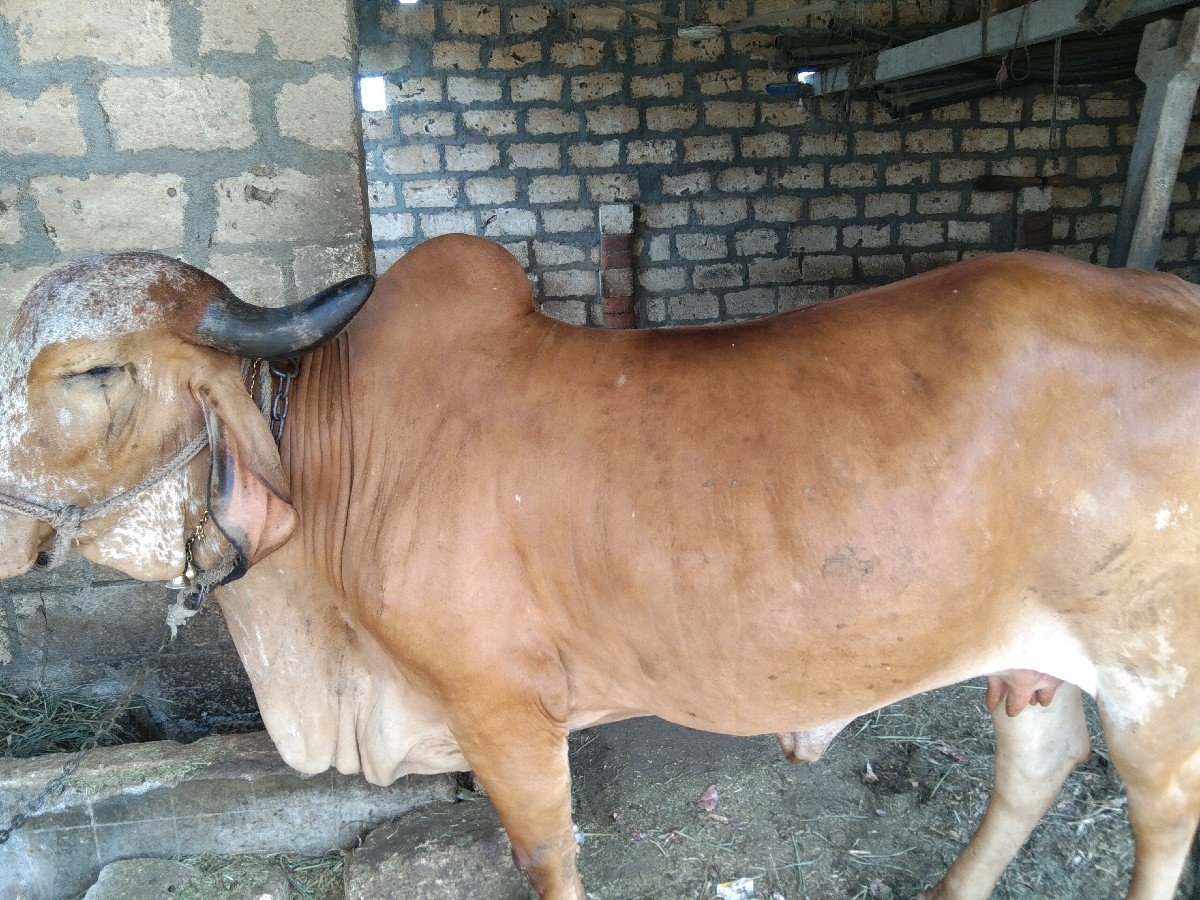 ગાય વેચવાની છે