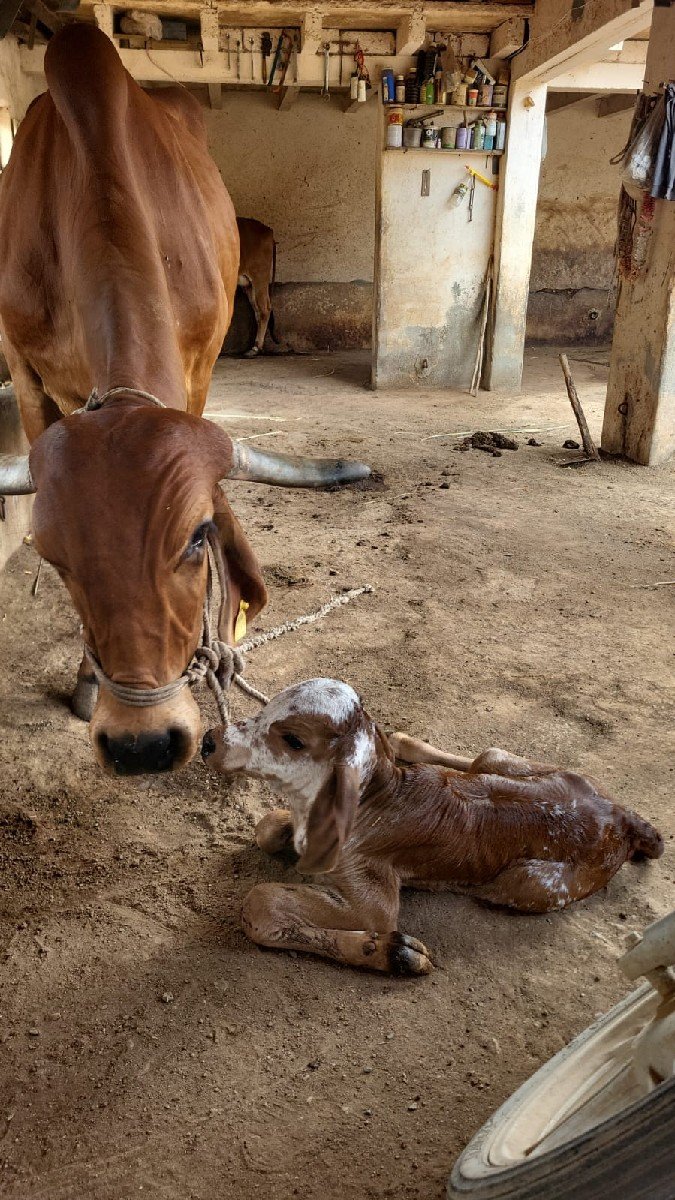 ગાય વેચવાની છે