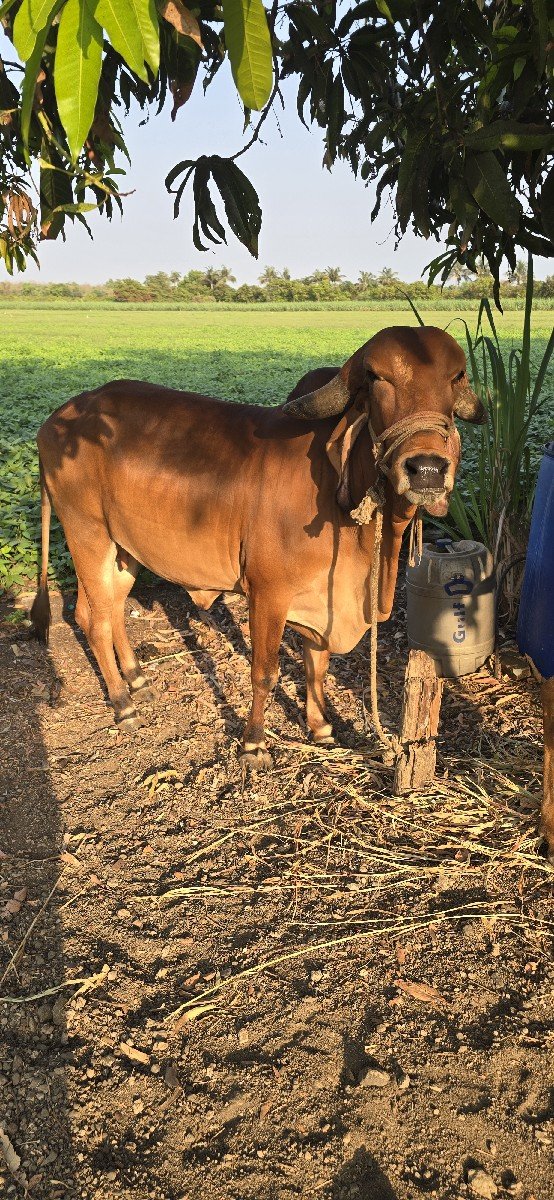 ગાય વેચવાની છે
