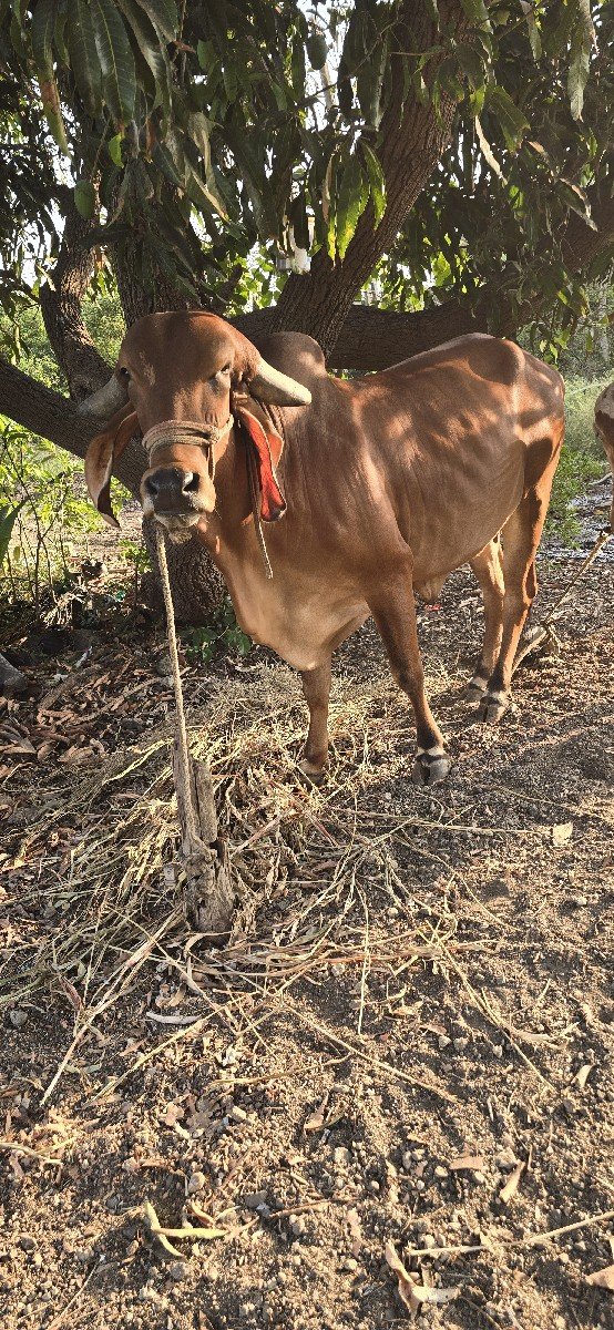 ગાય વેચવાની છે