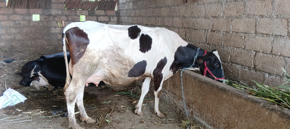 એચ. એફ. ગાય વેચવાની છે