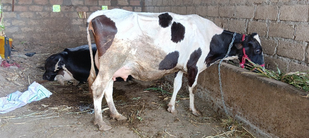 એચ. એફ. ગાય વેચવાની છે