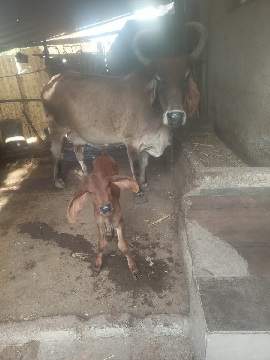 ગાય વેચવાની છે