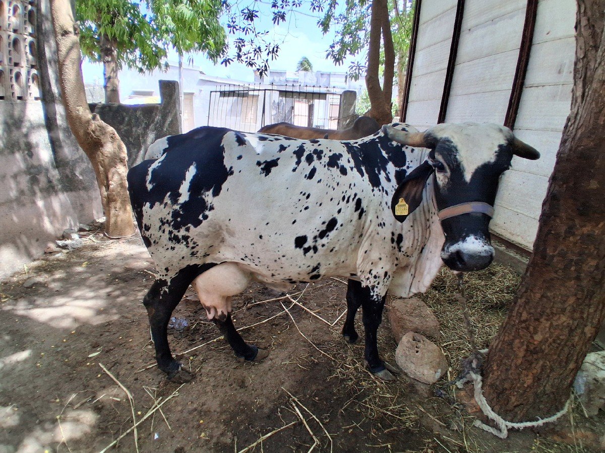 દેશી ગાય વેચવા ની છે