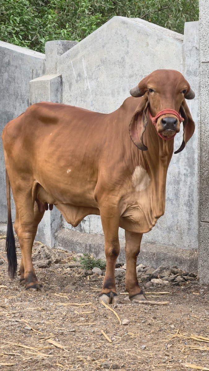 ગીર ગાય વેચવાની છે