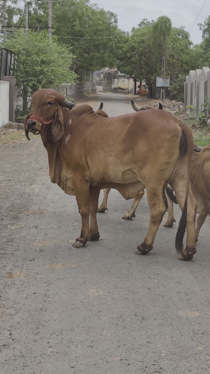 ગીર ગાય વેચવાની છે