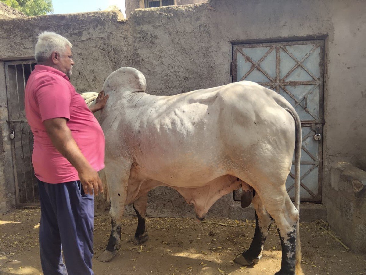 વેચવાના