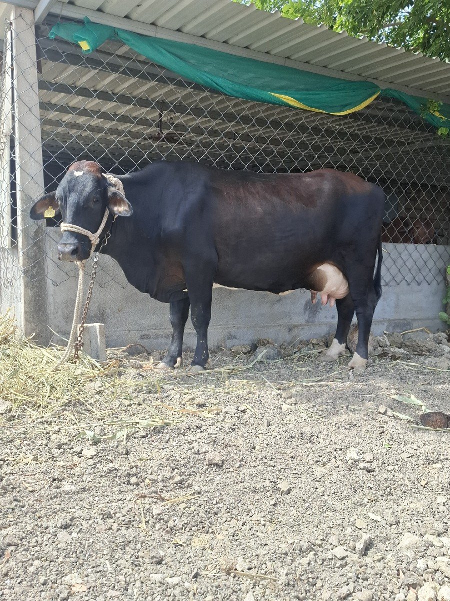 ગાય વેચવાની છે