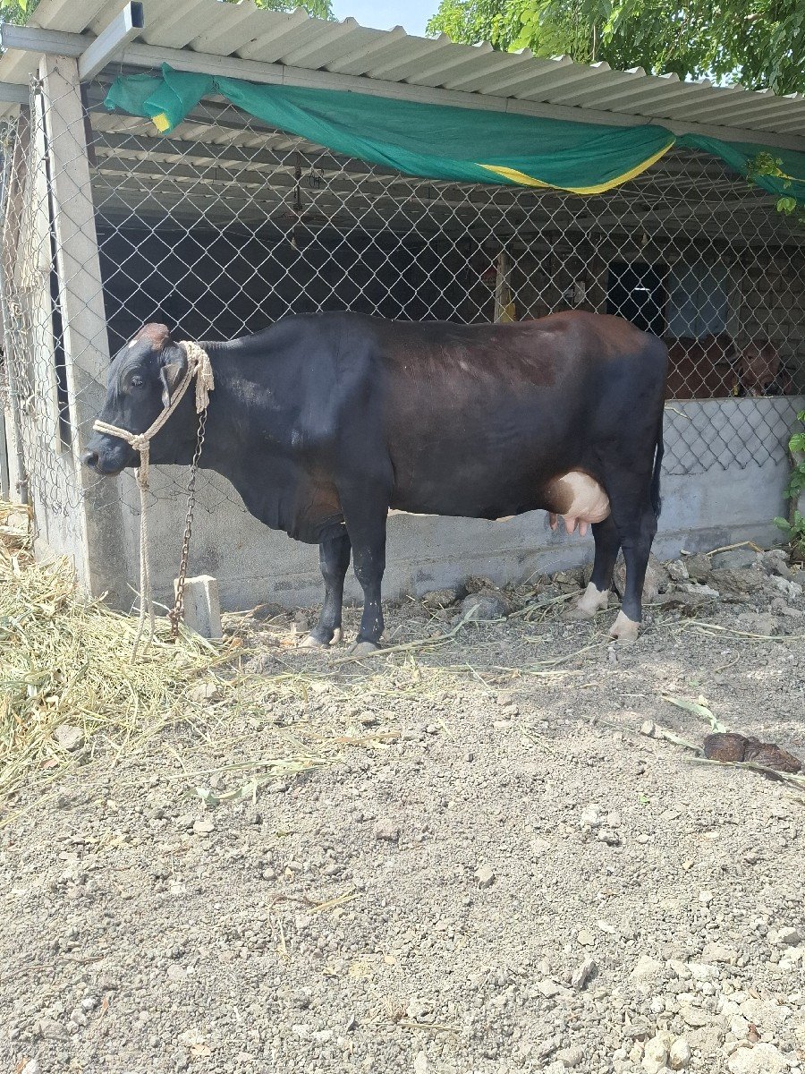 ગાય વેચવાની છે
