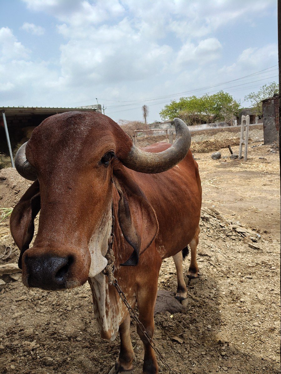 ગાય વેચવા ની છે