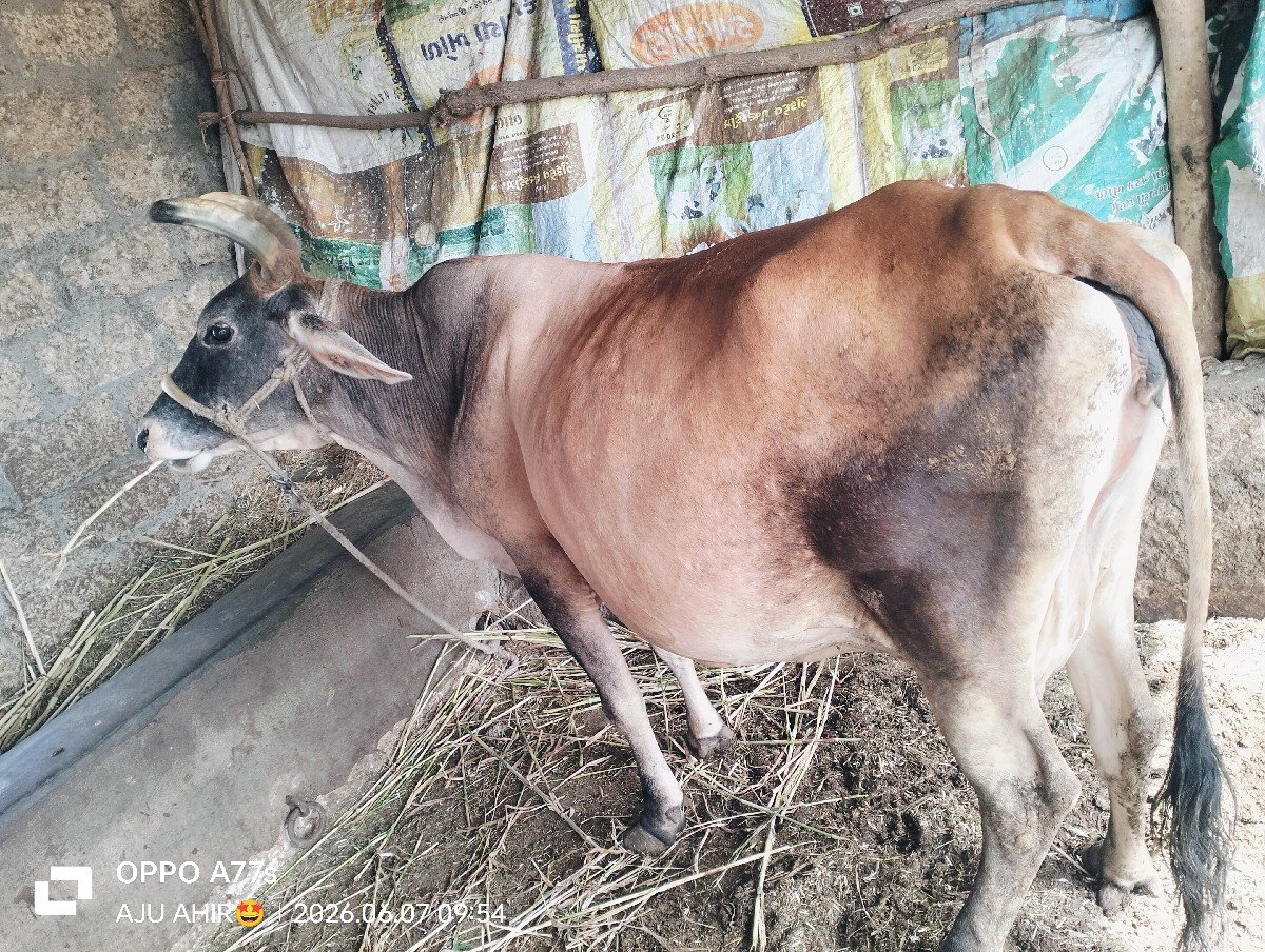 જર્સી ગાય વેચવાની છે