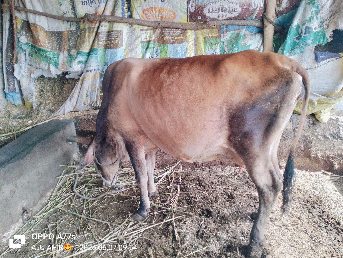 જર્સી ગાય વેચવાની છે
