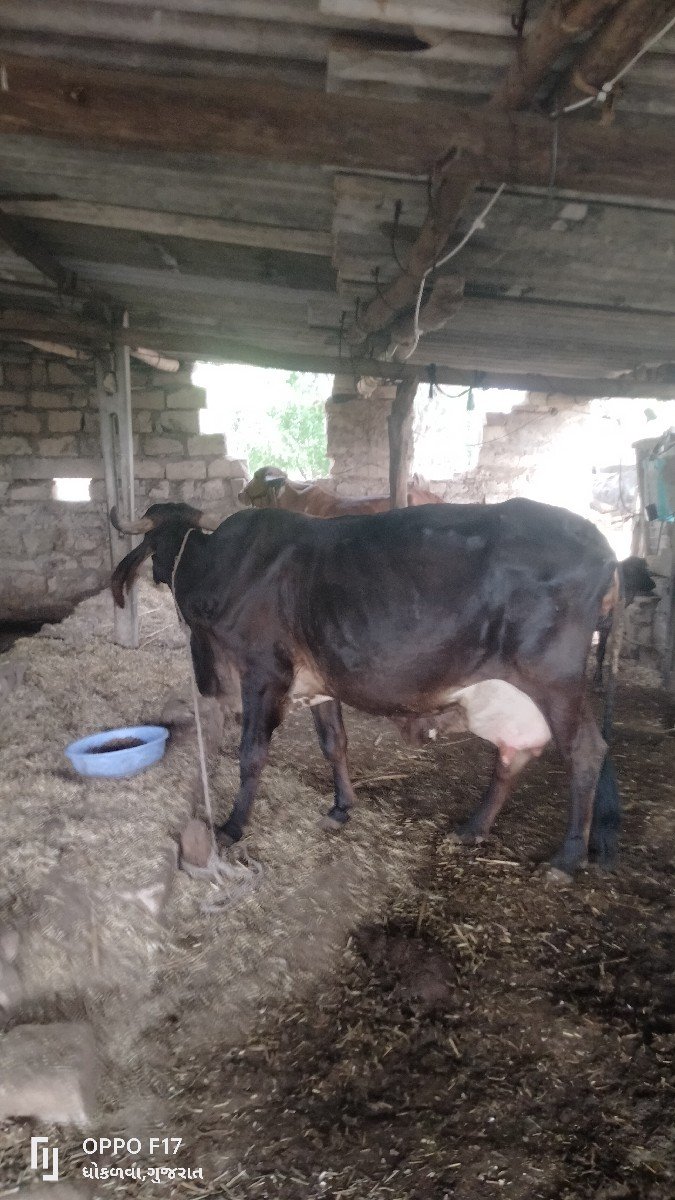 ત્રીજું વેતર