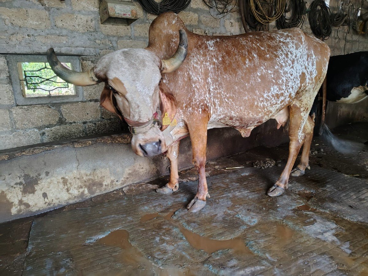 ગીર ગાય વેચાણ છે