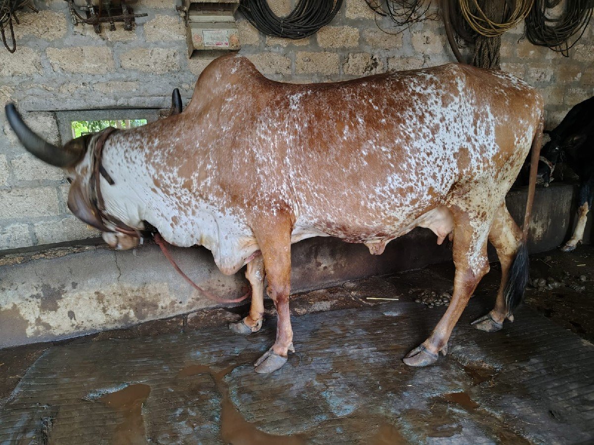 ગીર ગાય વેચાણ છે