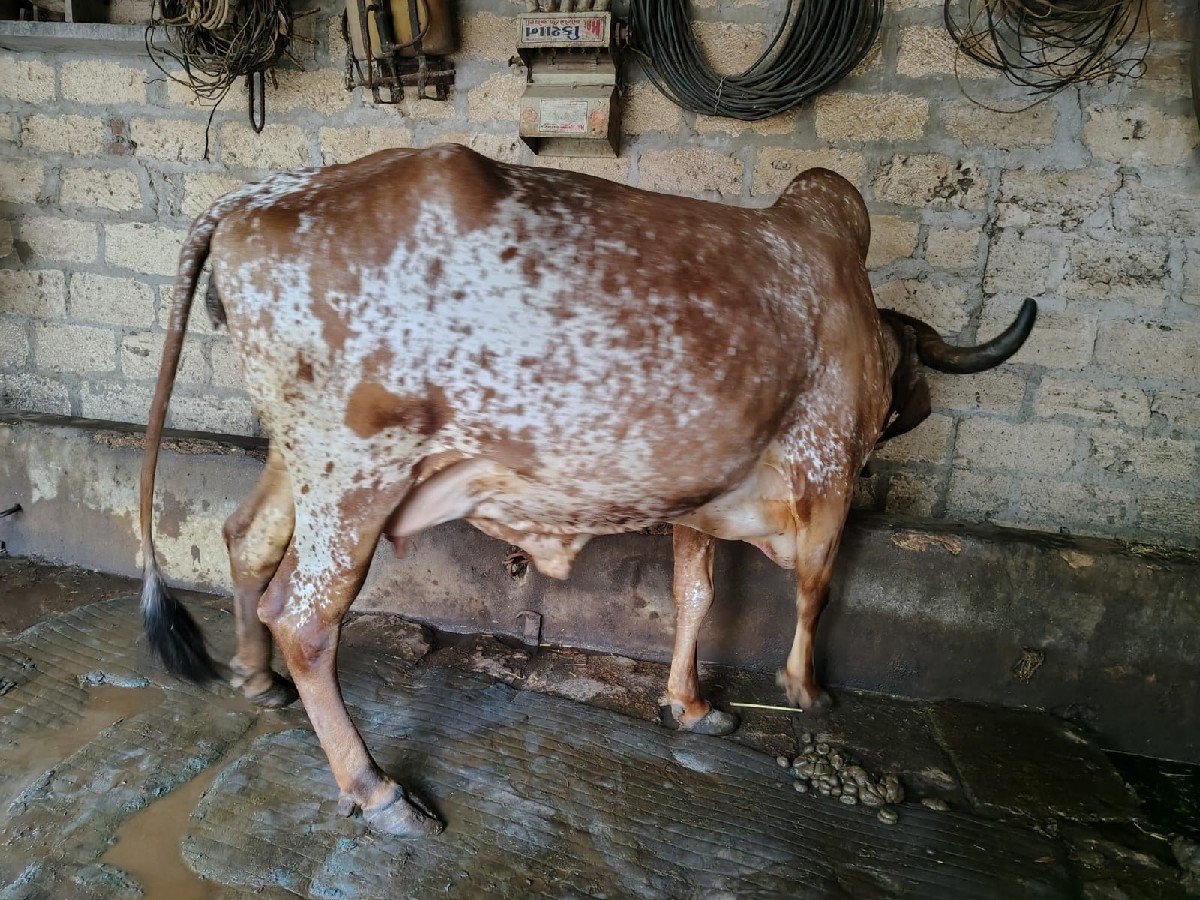 ગીર ગાય વેચાણ છે