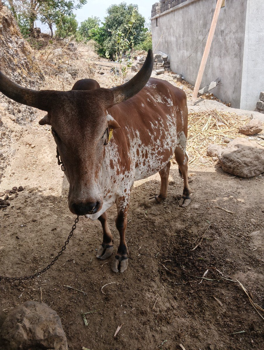 દેશી ગાય વેચવાની છે