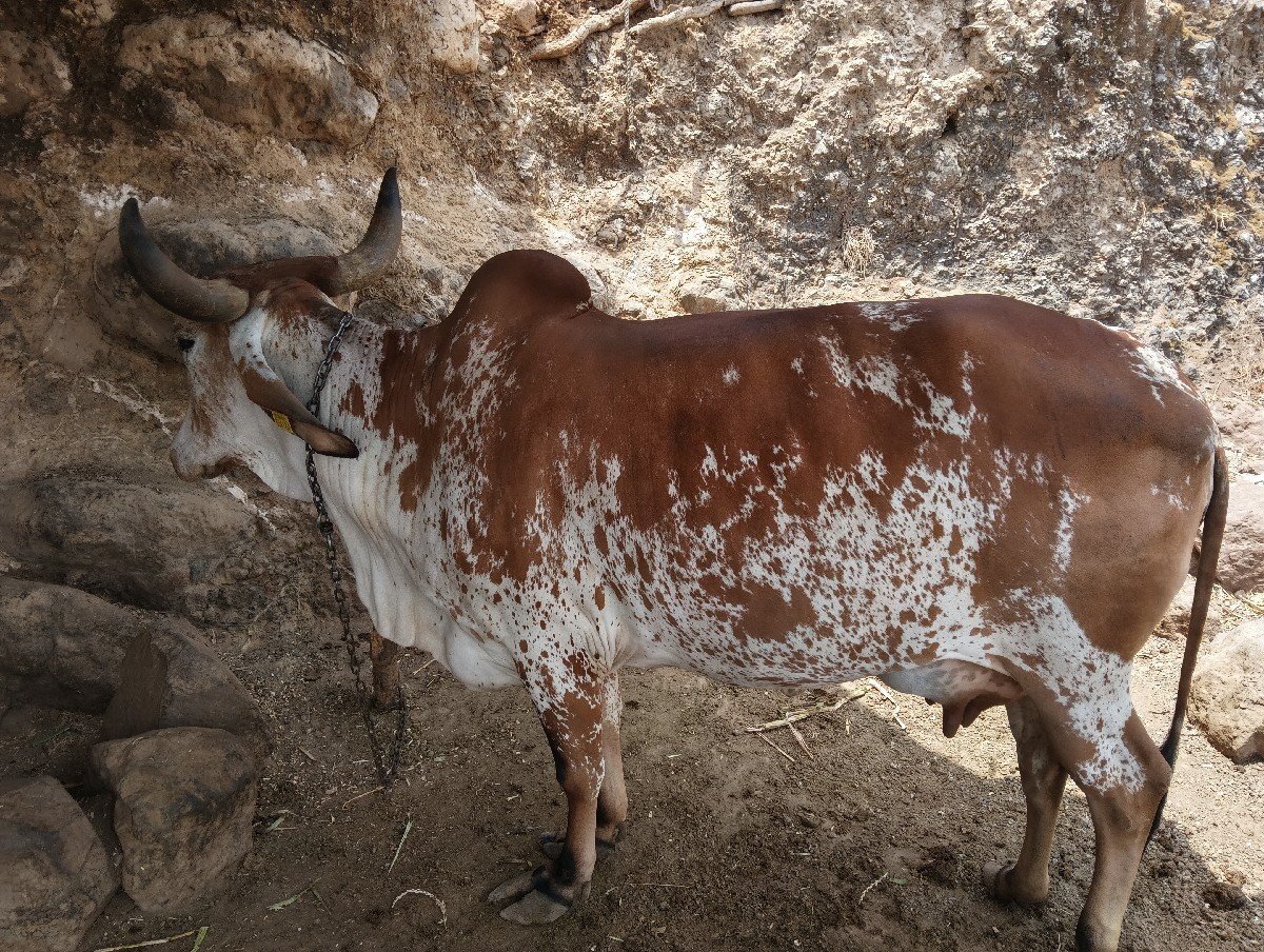 દેશી ગાય વેચવાની છે