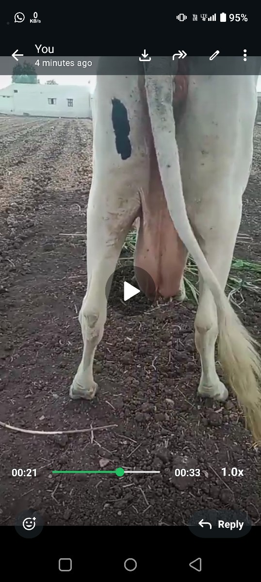 ગીર ક્રોસ