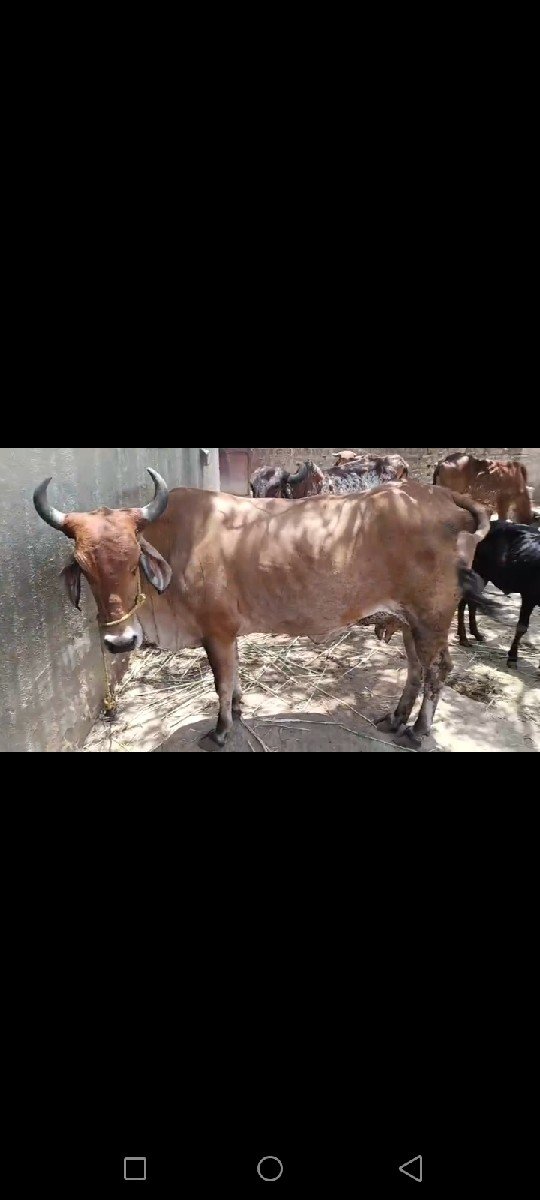 1.   વેતર.  વેચાણ થઈ છે