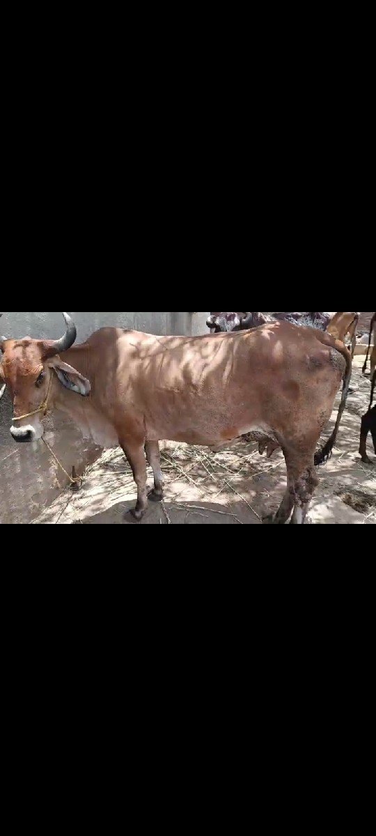 1.   વેતર.  વેચાણ થઈ છે