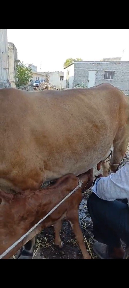 1.   વેતર.  વેચાણ થઈ છે