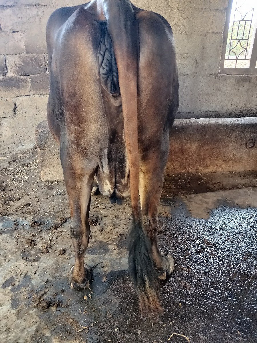 ગાય વેચવાની છે