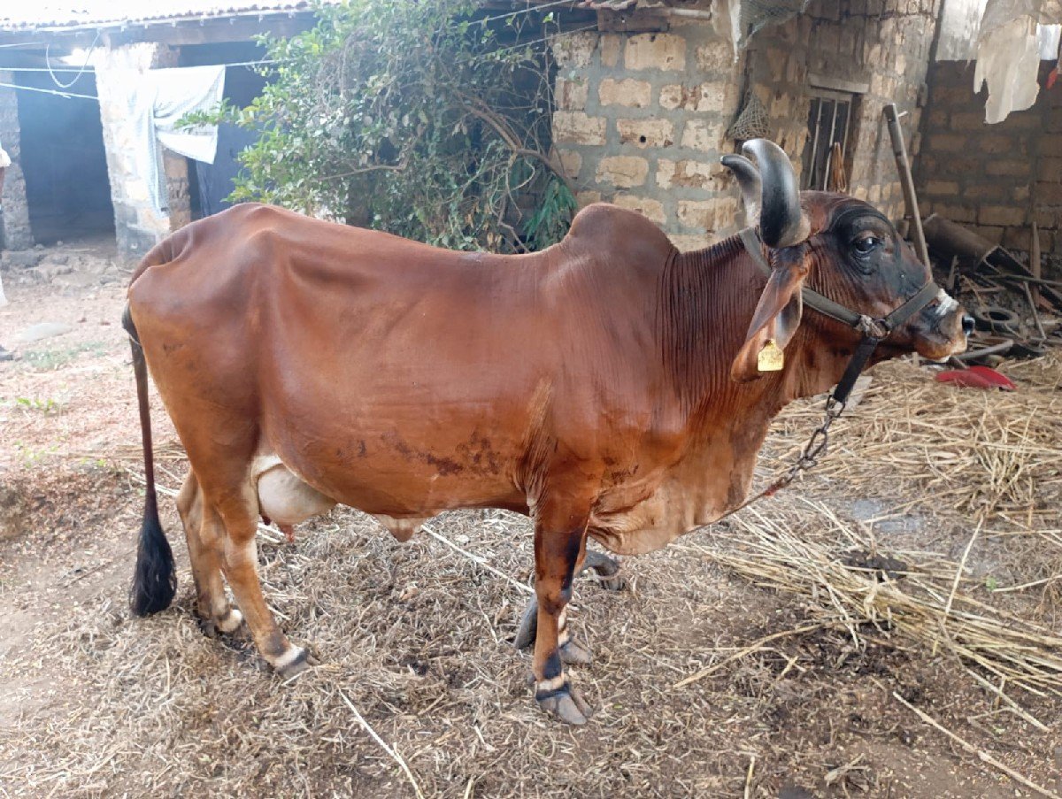 ગાય વેચવાની છે