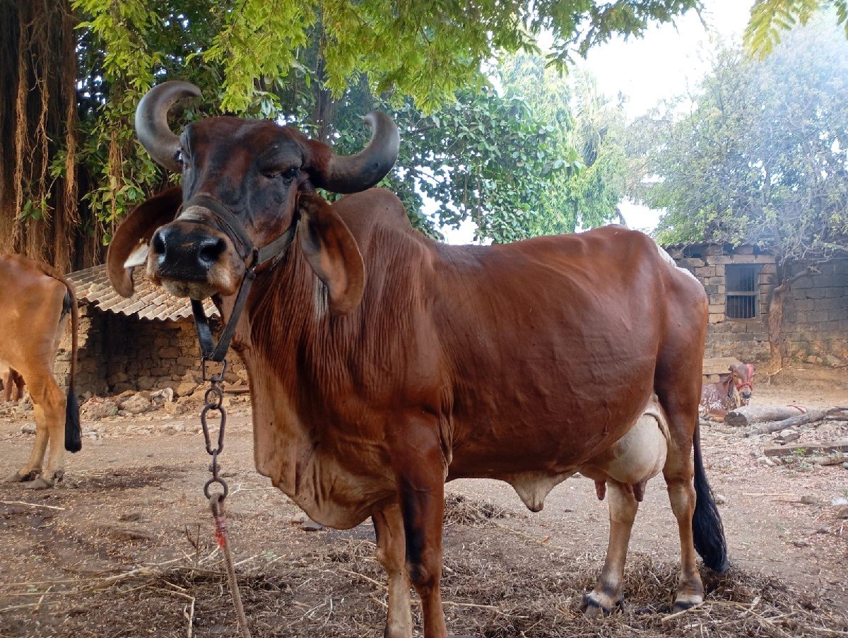ગાય વેચવાની છે