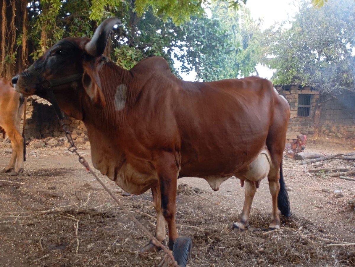 ગાય વેચવાની છે