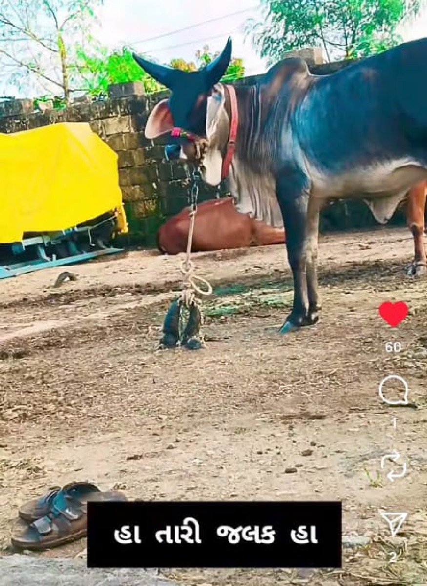 હોળકી વેચવાની છે