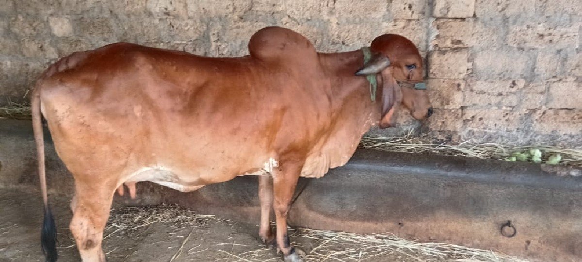 ગીર ગાય વેચવાની છે.