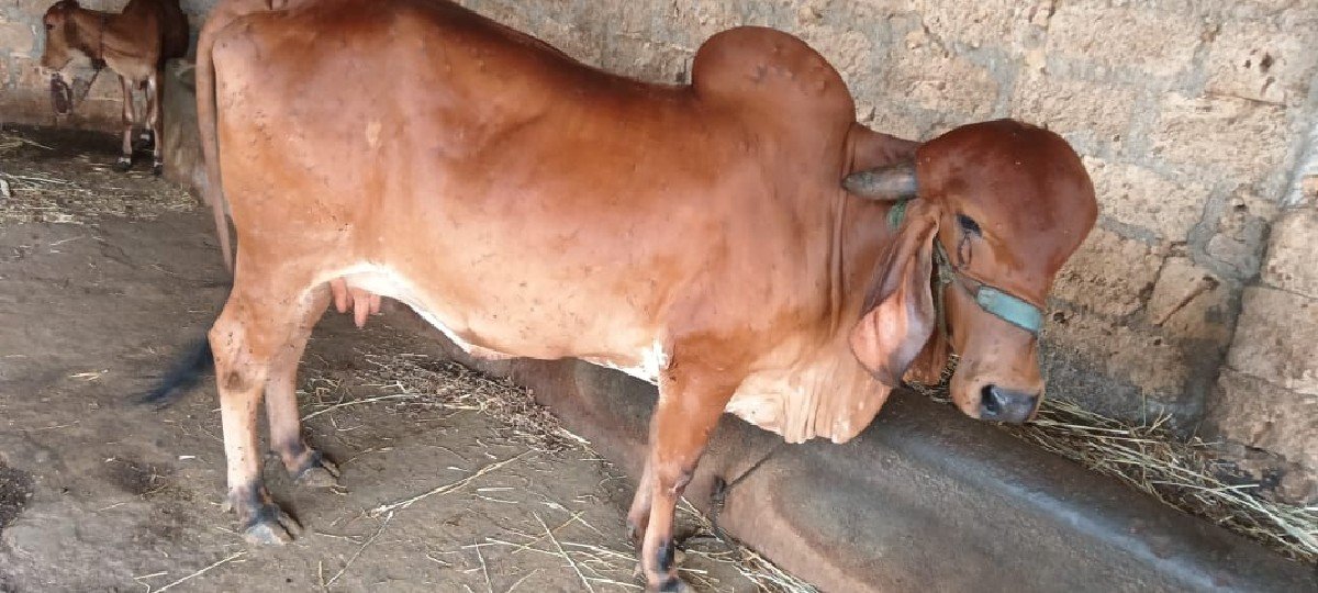 ગીર ગાય વેચવાની છે.